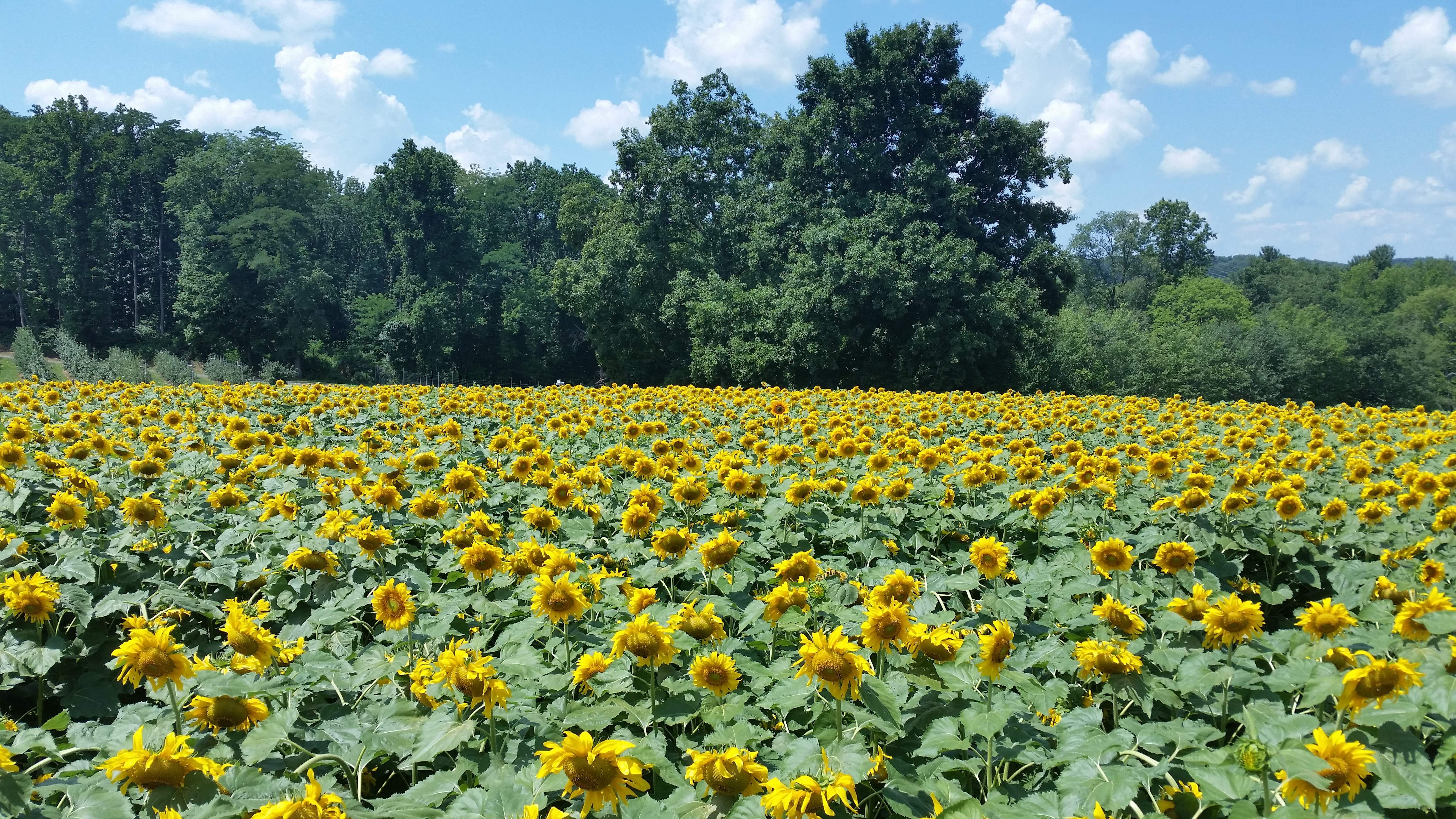 Alstede Farms Adds Sunflower Maze To Plethora Of Family Fun Tapinto