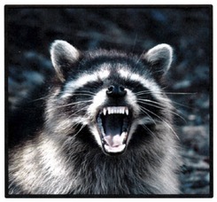 408c49663c199194c6d2_raccoon.jpg