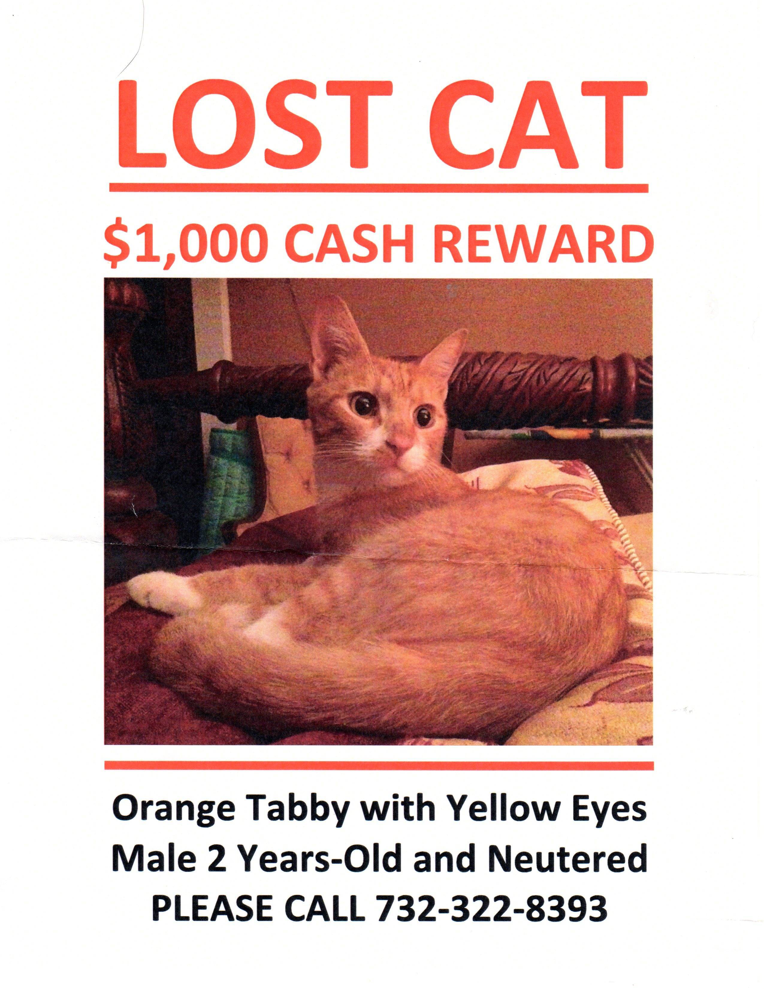 afeb66f4658ddd3f5866_img_Missing_Cat001.jpg
