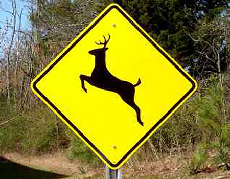 b47bcc45b7d087690e18_Tapdeer.jpg