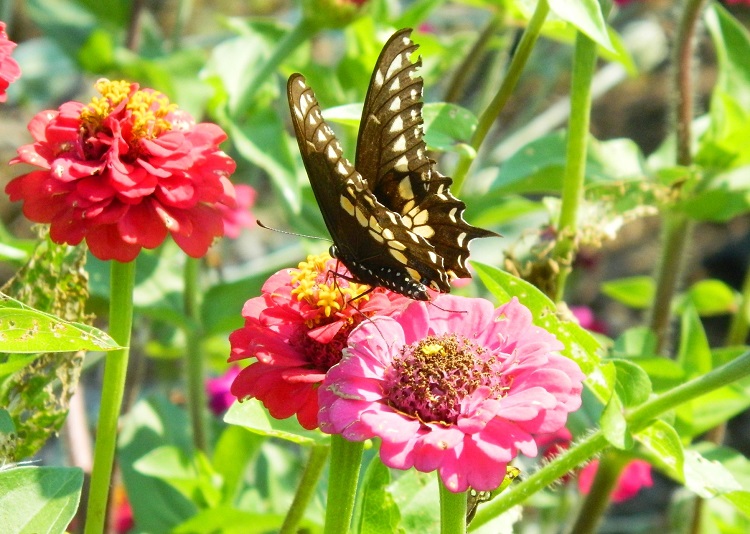 356b43f60c1ead2995ed_butterfly.jpg