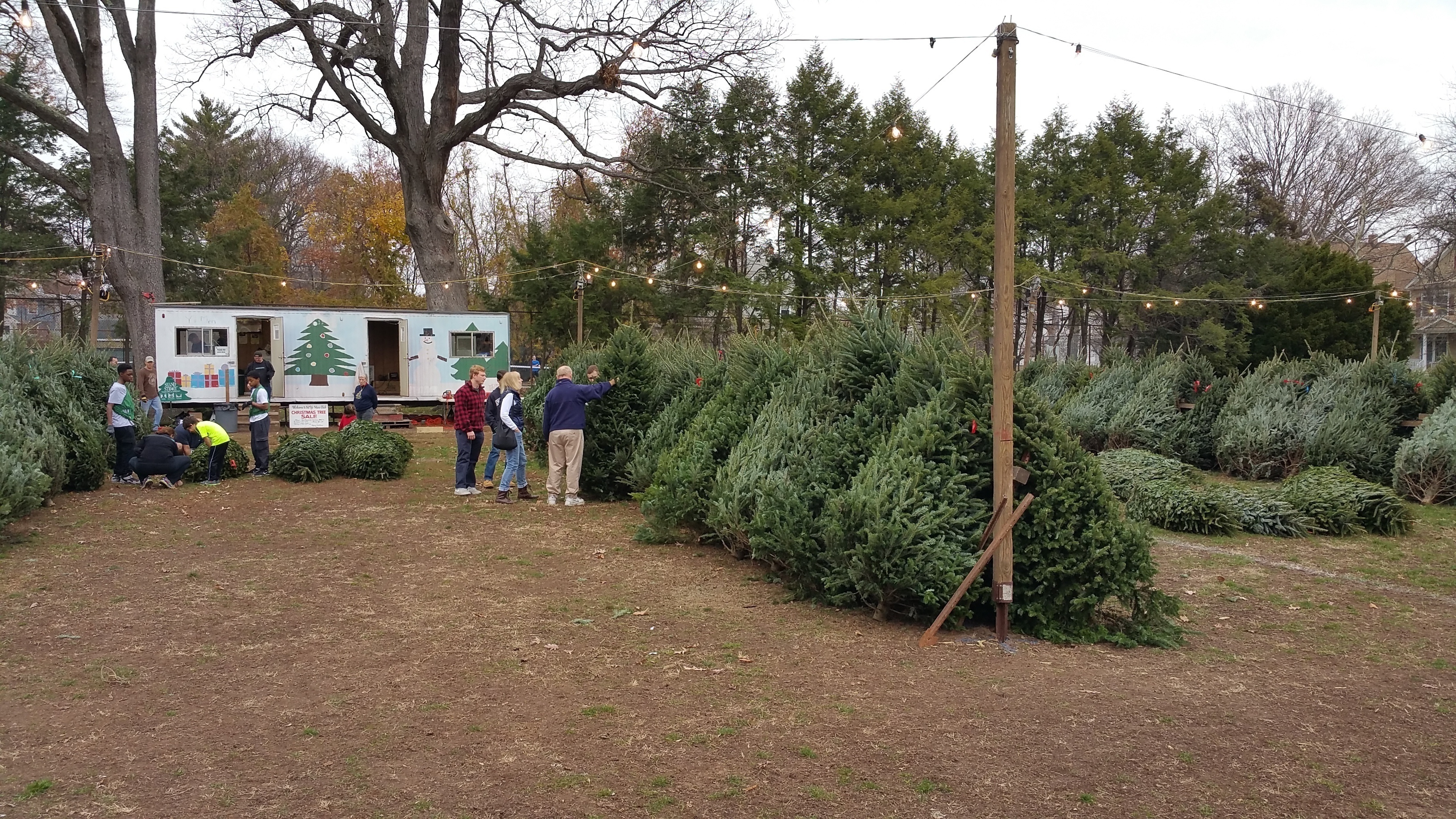 westfield christmas tree sale to benefit local charities westfield christmas tree sale to benefit local charities
