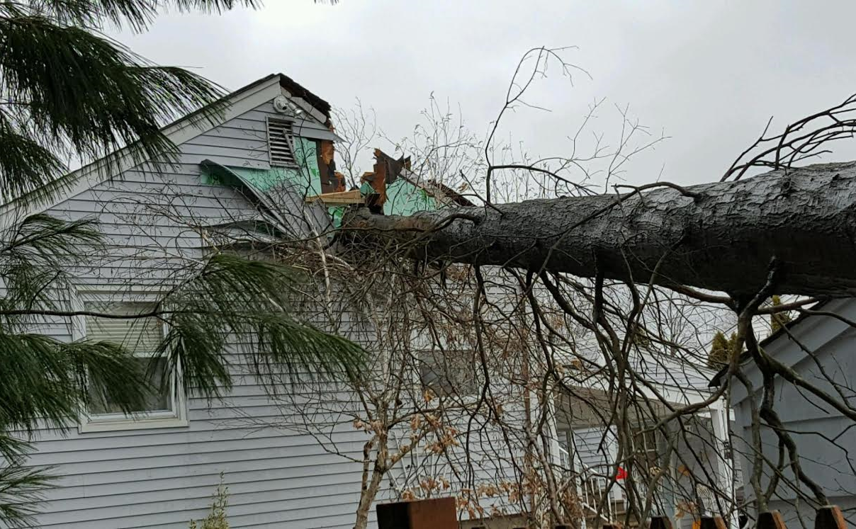ce04a9f4e439568374ea_21616_fallen_tree__2_.jpg
