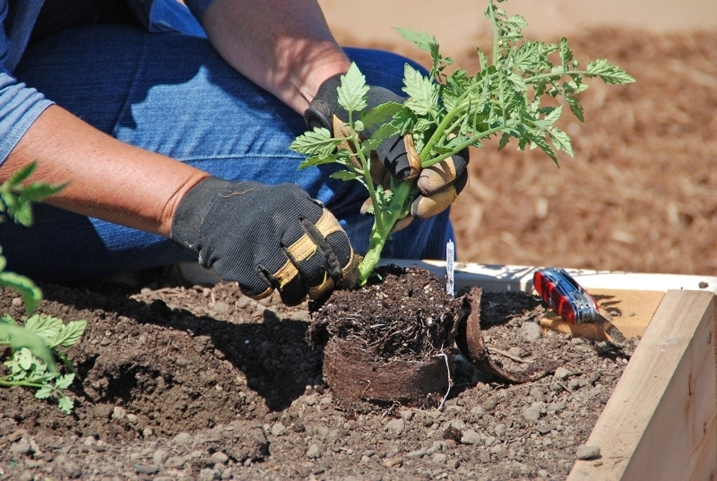 dbbcd98907b278687bac_planting_tomato.jpg