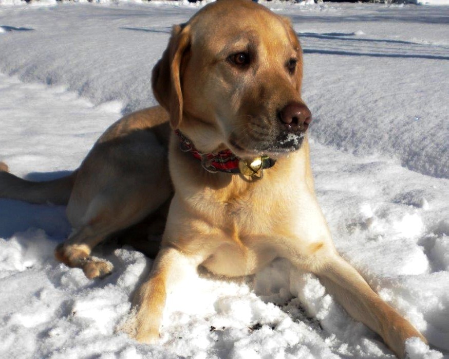 f22139ebcd5d4c7c4342_Gino_in_snow.jpg