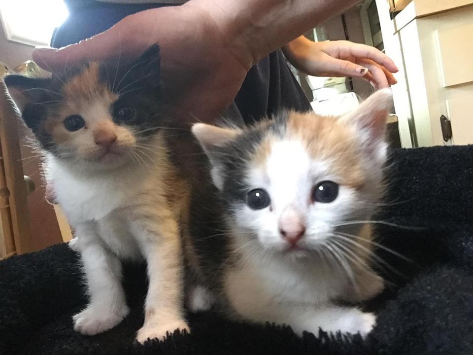 pet valu kittens