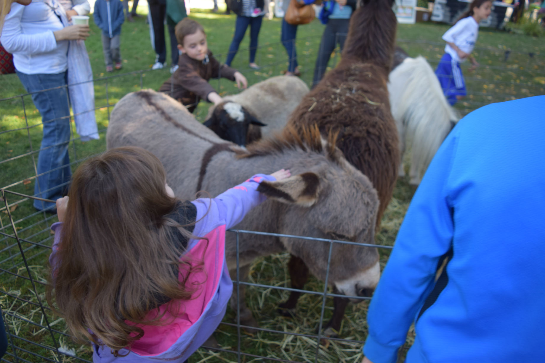 e2aaf9ad96da2066f0e1_petting.zoo.2.jpg