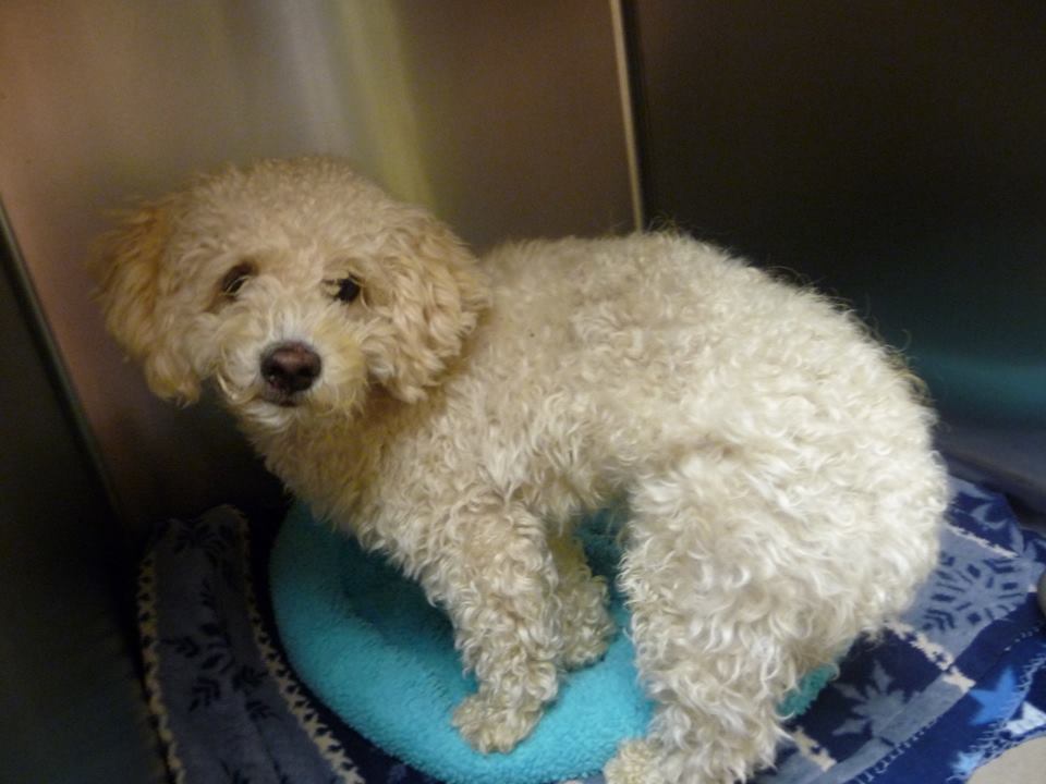 e6eda3a88196303ee841_lost_doggie.jpg