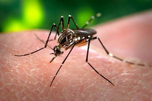 1d1c403c7746e6915db5_0f73e6ad3f56b8892f0e_ZikaVirus.jpg