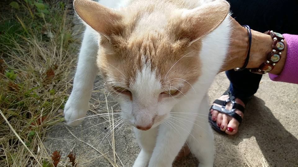 e12162593aa85532c0ea_cat_1.jpg