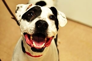 ba1169d3f21bb25b4429_1276d5025ba19228a2f2_sbpitbull.jpg