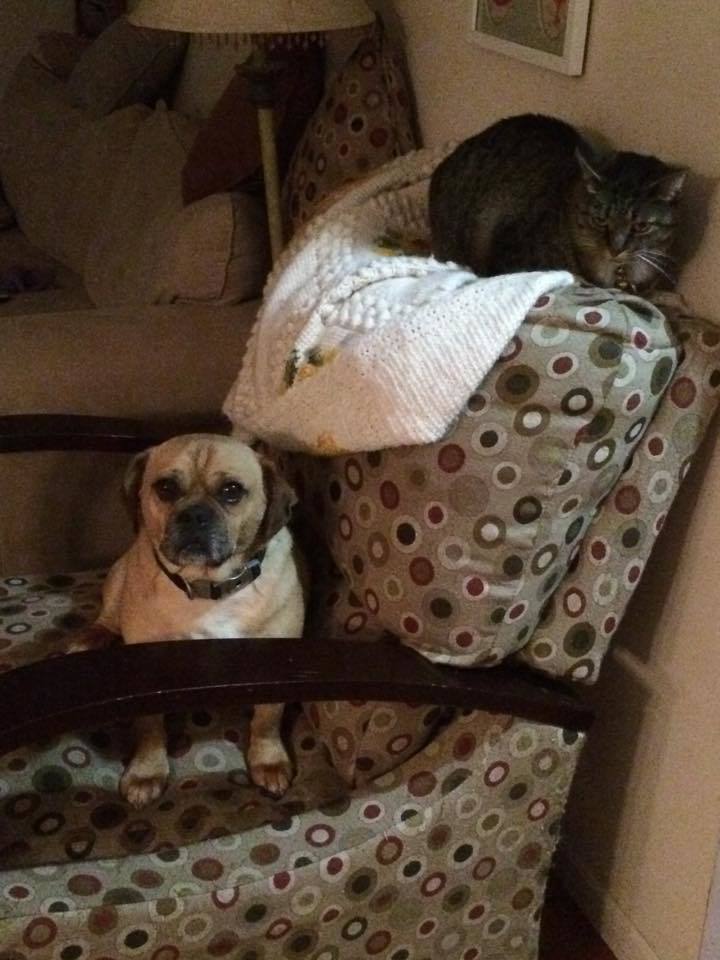 844b05b8b5454720dc8d_lostdog.jpg