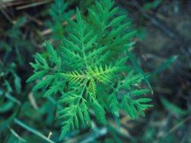 6682629c988aeae0734f_ragweed-275x206.jpg
