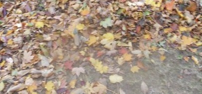 1a9b28c51343719f7c4e_fall_leaves.png