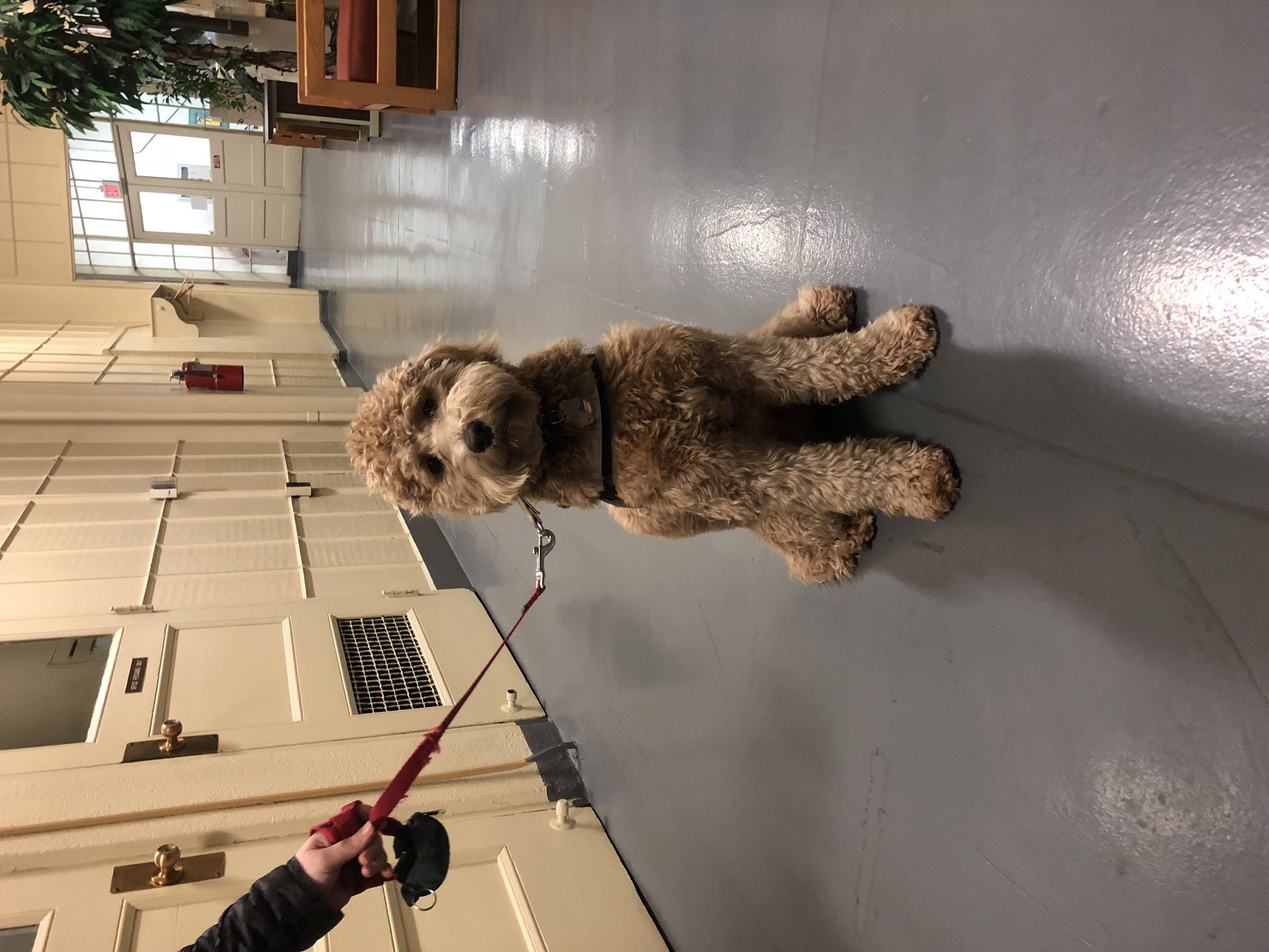 Can You Legally Deny A Service Dog