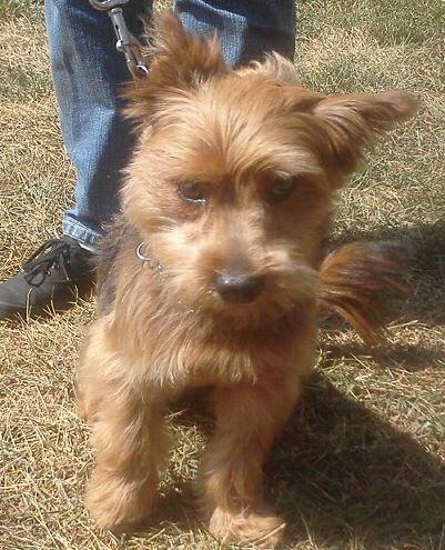 3145fead6fc0e8181f5d_Dog_at_Edison_Shelter.jpg
