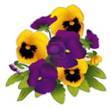 3df521638debd3ea733a_pansy.jpg