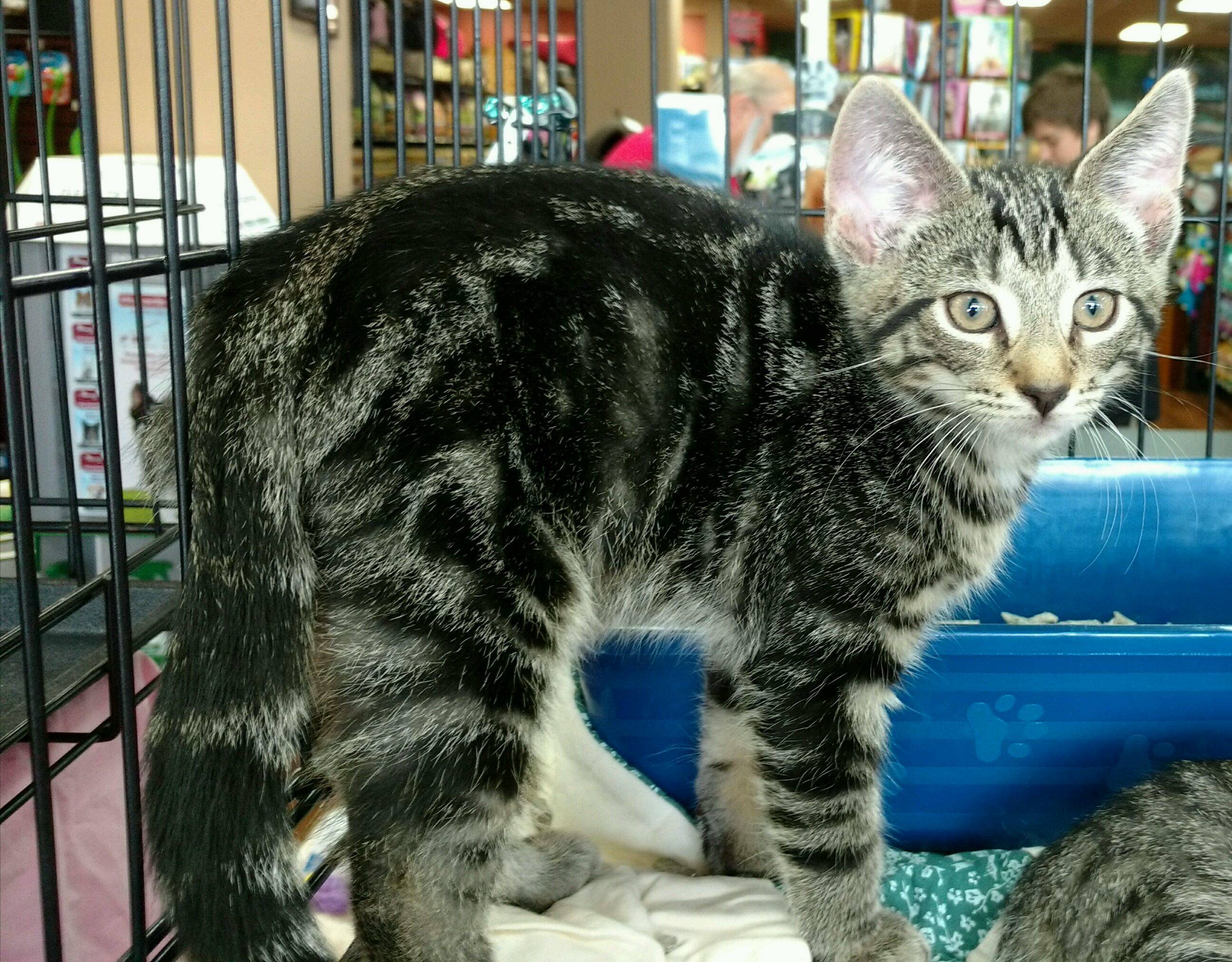 1e6d7b3003e516c1664d_sues_kitten.jpg