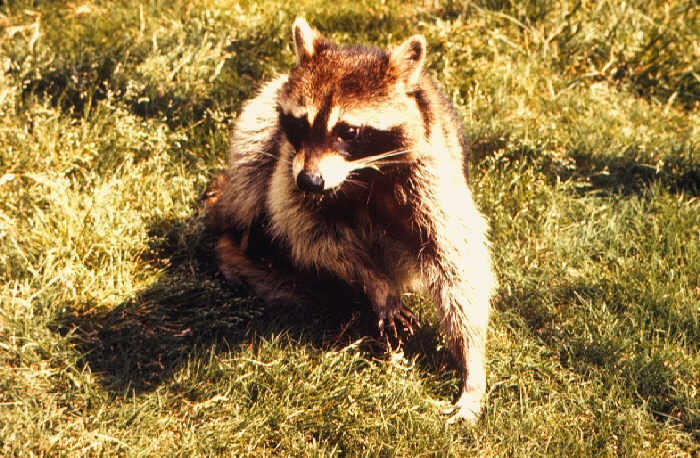 2436a937e76c9441d134_raccoon.jpg
