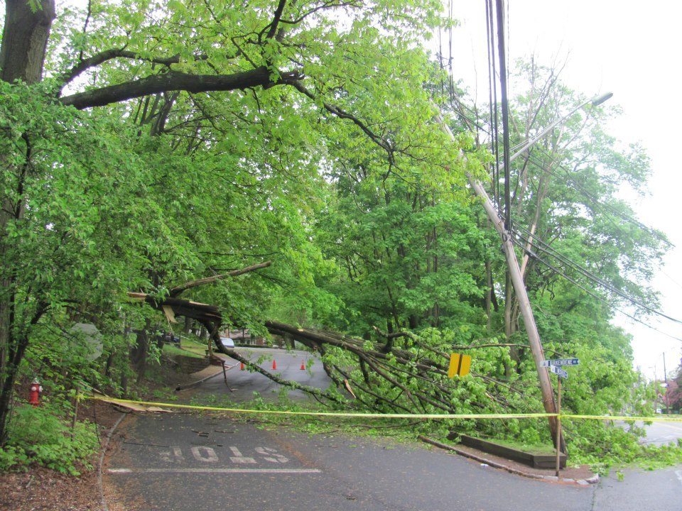 a152afa091f6d641521d_tree_down.jpg
