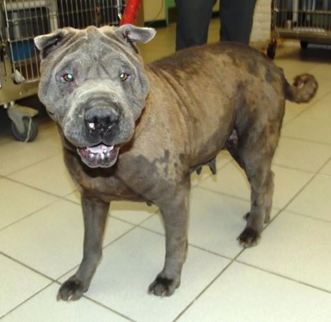 d3cf7d0511ba580aa646_sharpei.jpg