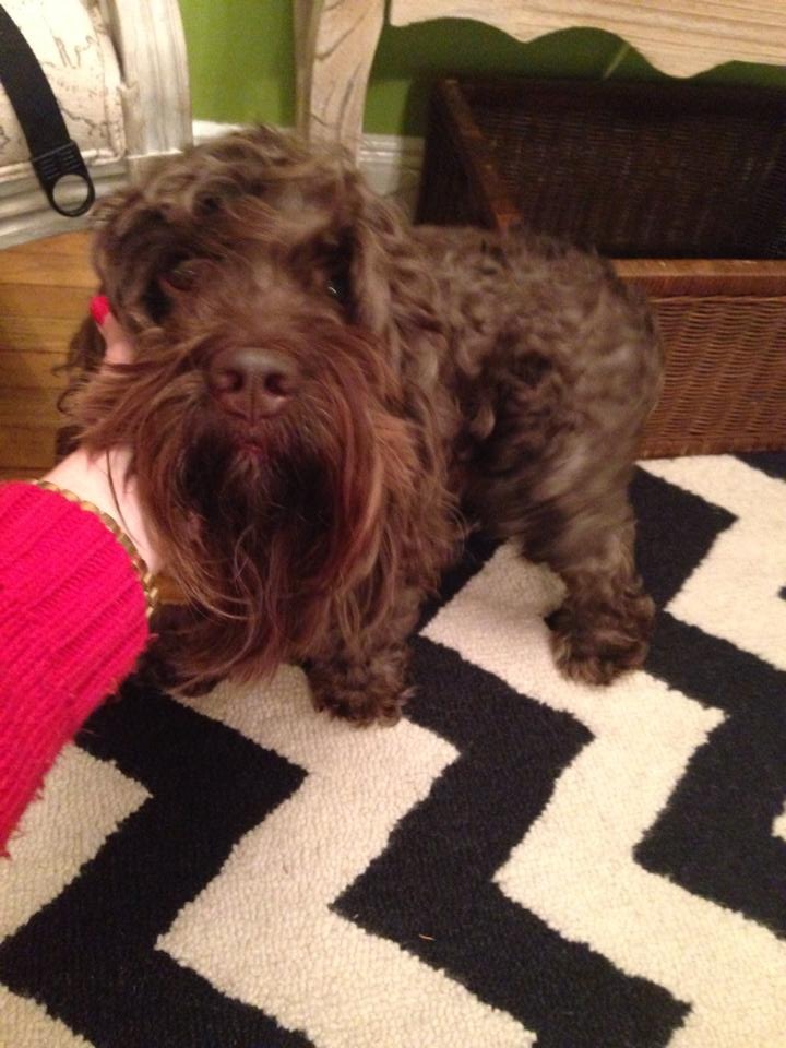 ea2bb8066356532dab3a_brown_doggie.jpg