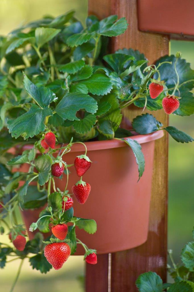 ef579e5cd6e45cbe3aff_strawberries_in_a_pot_copy.jpg