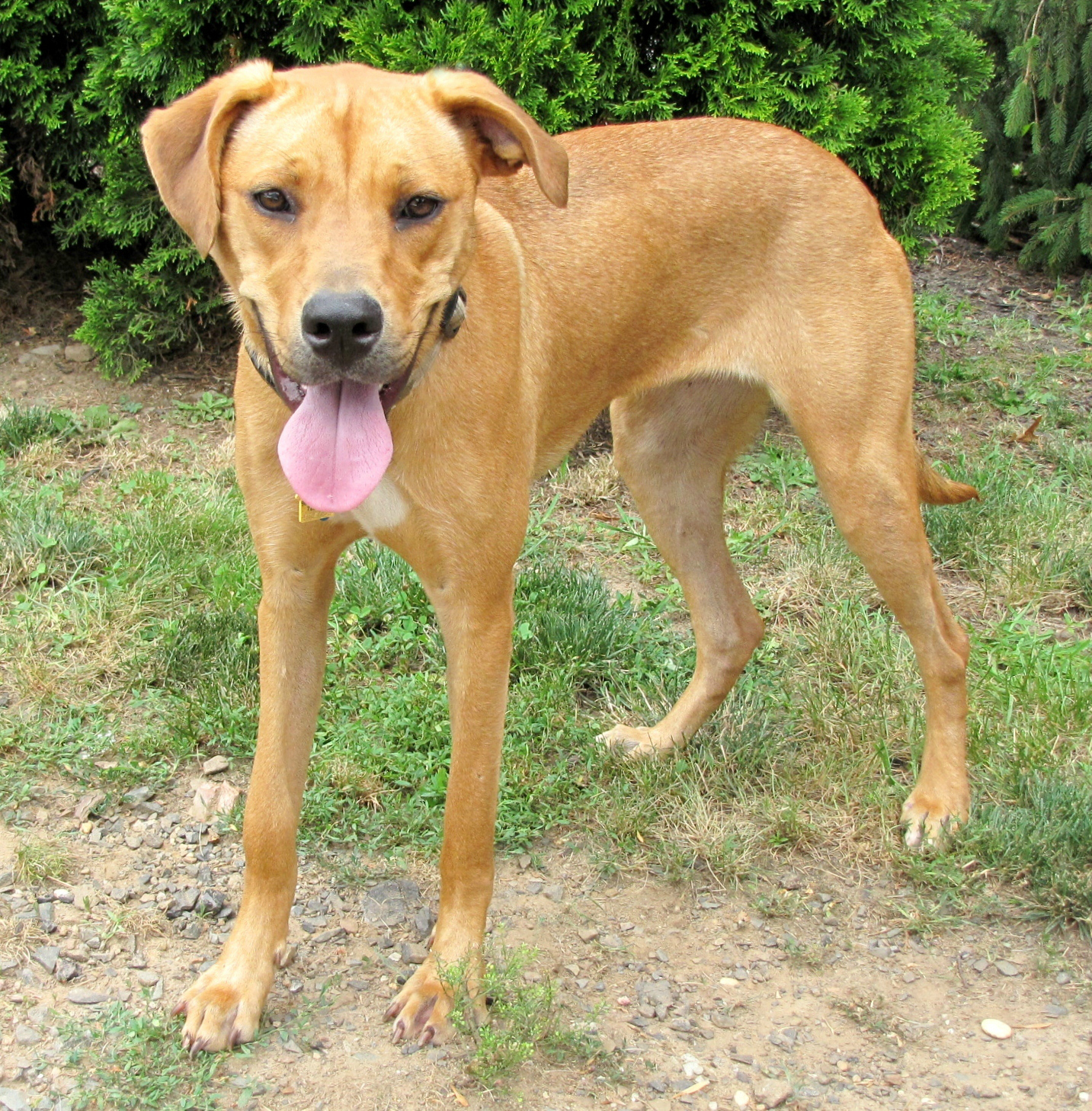 Help Cami find her Forever Home News TAPinto