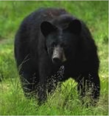 f47359d6d1df9a7e1917_blackbear1.png