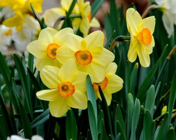 cc84cbfd7fb2cb307fc5_Daffodils.jpeg