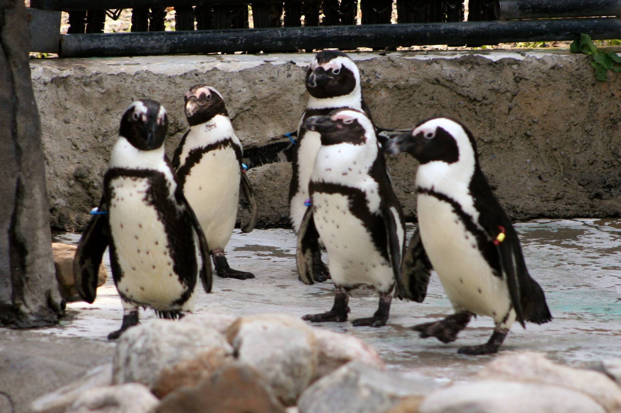 0d43c8606241d8468677_5d14b0727617eea053ef_zoo_c.jpg