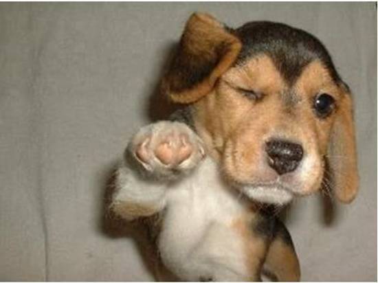 406819ff237c09012717_Happy-Dog.jpg