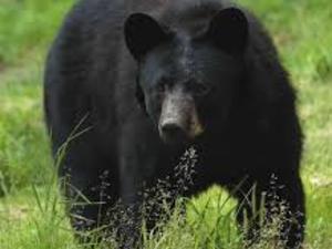 96b14ee99487a3c1b234_Black_Bear.jpg