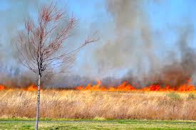 2f846a5df135925b0cd0_brushfire.jpeg
