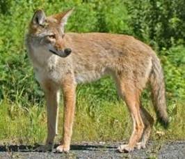 144ddd4571f139831e25_coyote.jpg