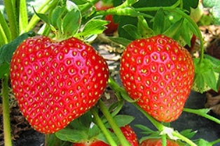 c1a1952fb3ec574b950e_Strawberries__USDA_photo_credit_Kimberly_Lewers_.jpg