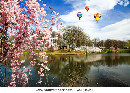 a9a07b5124bf08243e85_stock-photo-the-cherry-blossom-festival-in-branch-brook-park-new-jersey-45595390.jpg