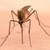 6ddef02ba83995cdde1d_b844b924180d3d7755f2_f4240a51899d755fd693_mosquito.jpg