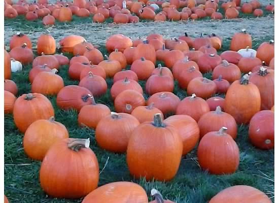 9a2e3801a1d58b25fa86_ac27fb5896e04d1f65d3_PumpkinsGalore2015.jpg