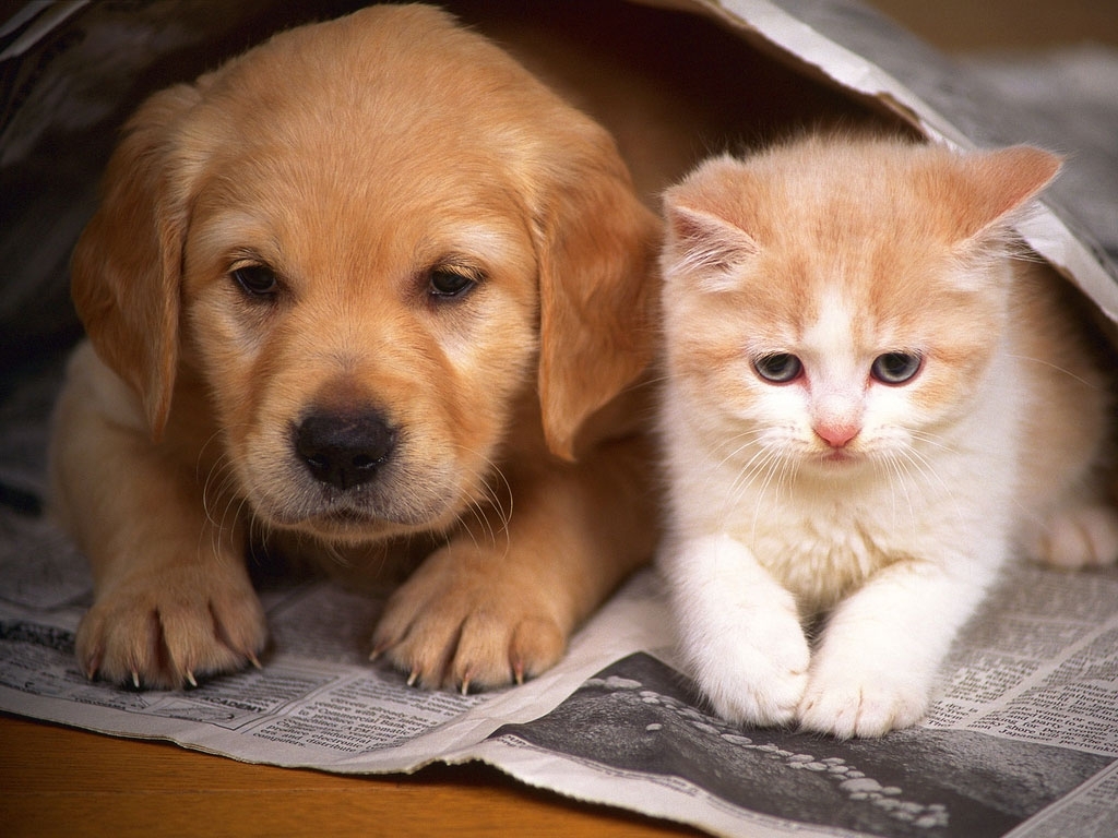 1a25913b68da2824502d_Cats_and_Dogs.jpg
