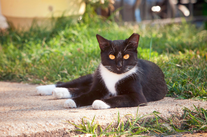 51e20e07dfe941bf7704_feral_cat_generic.jpg