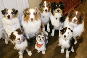 c144b40d9344c80881af_dogs_carterse.jpg