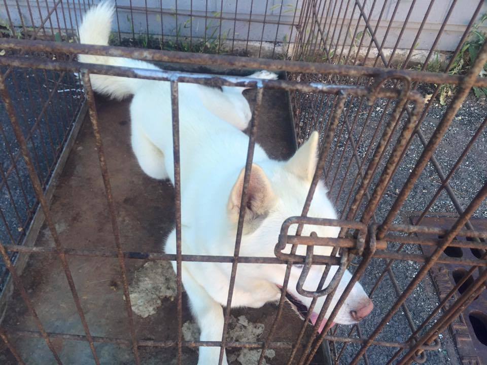 f97c962bbf718af5d44e_Dog.jpg
