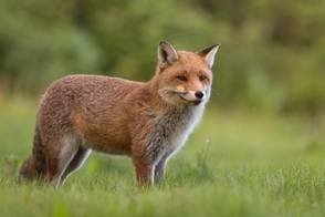 8f19773d1555be309d2c_Fox.jpg