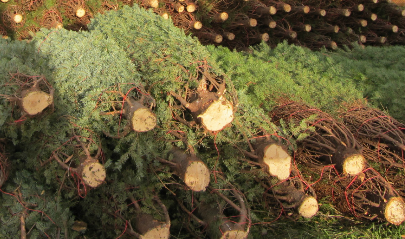 ffc1d68cefb6c1c29e26_Christmas_Tree_sales.jpg