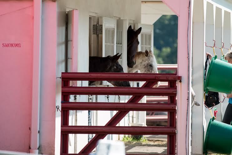 442d983079d6dabc5240_HORSEheadsReitman.jpg