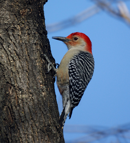 d9663616a0a031f10139_woodpecker.jpg