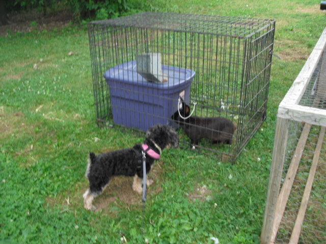 b5488aec7e40bc022cc0_Matt_Page_s_house_-_winnie___black_bunny.jpg