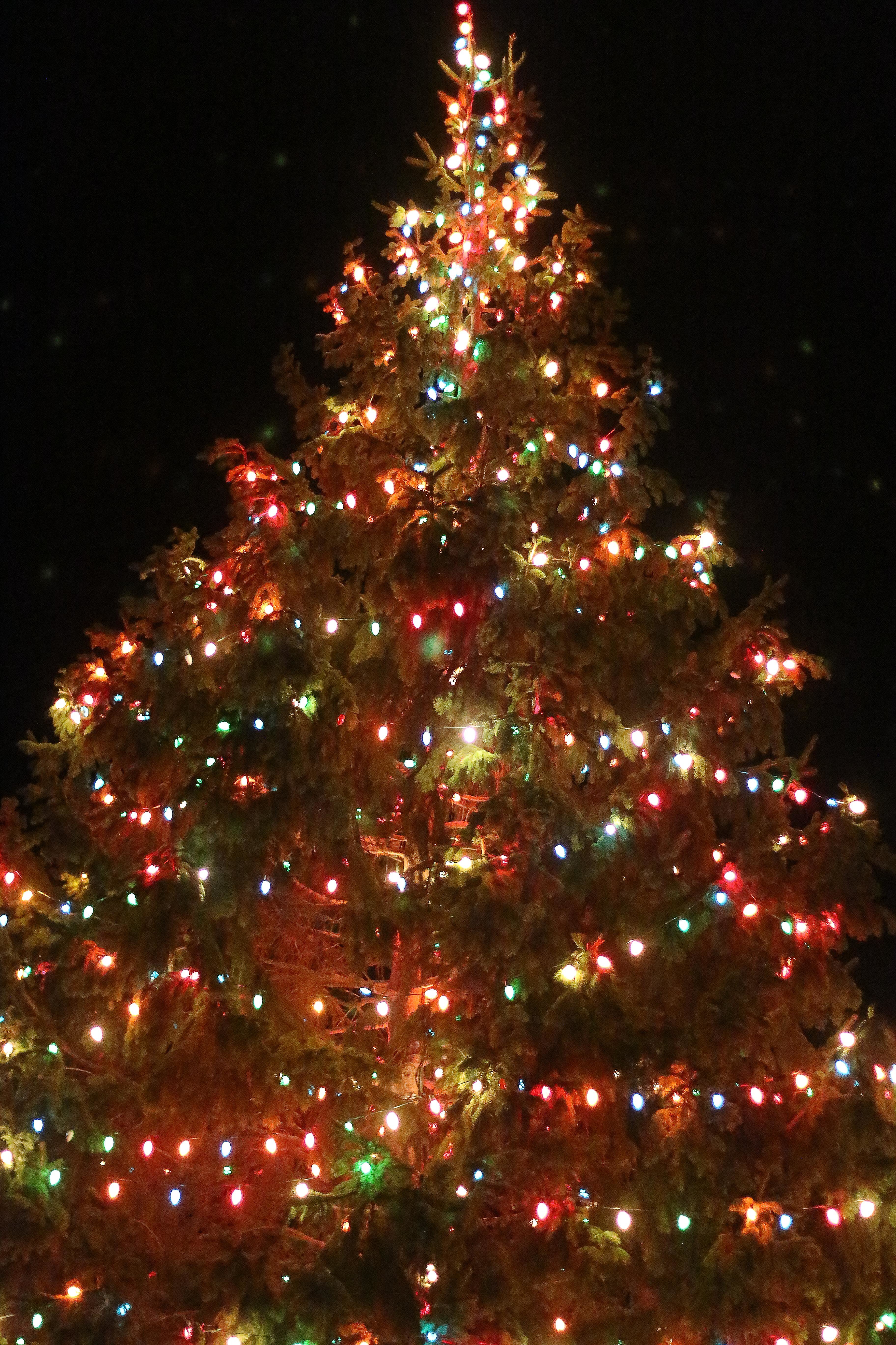 b55b40c208fb3b2c608e_MNtreelight-151128-156-Edit.jpg