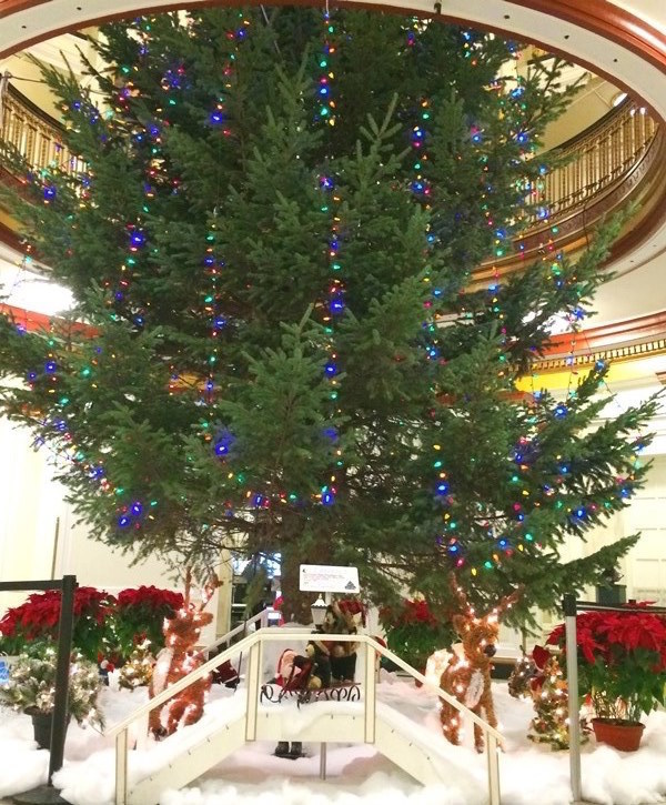 d469a39d15d5586dc5fa_COUNTY_CHRISTMAS_TREE_2015.jpg